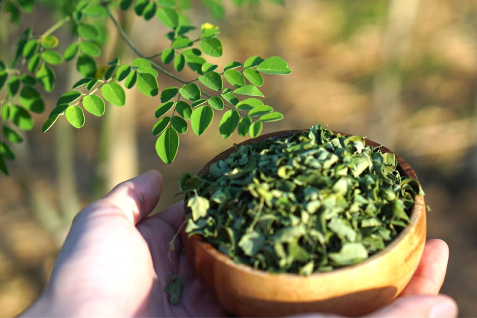 Moringa leaves on the branch